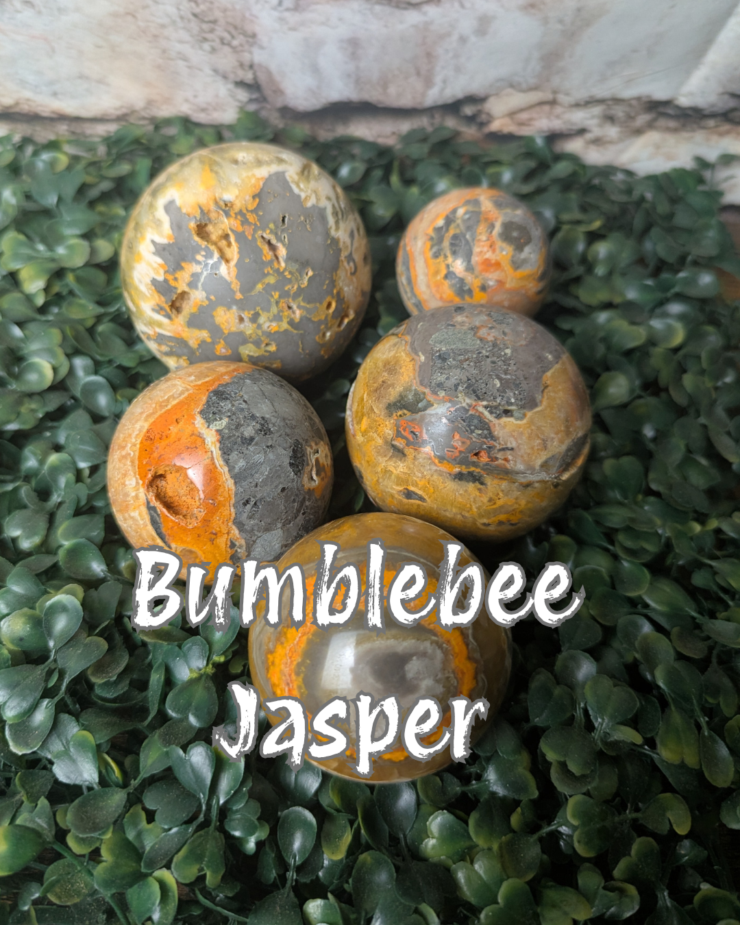 Bumblebee Jasper