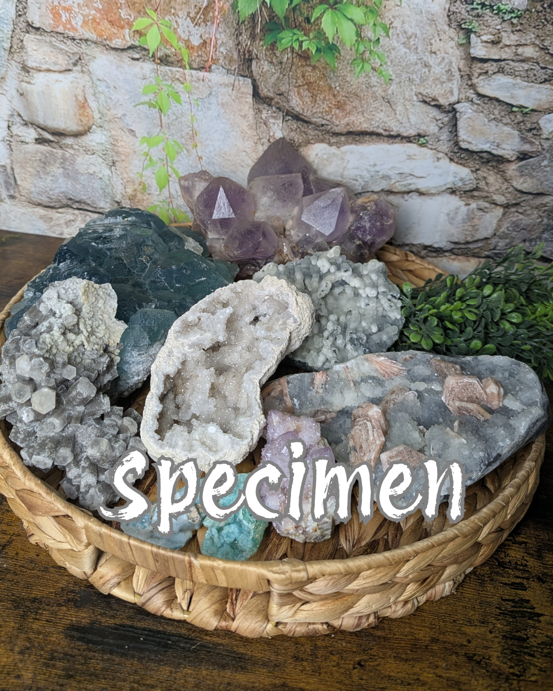 Specimen